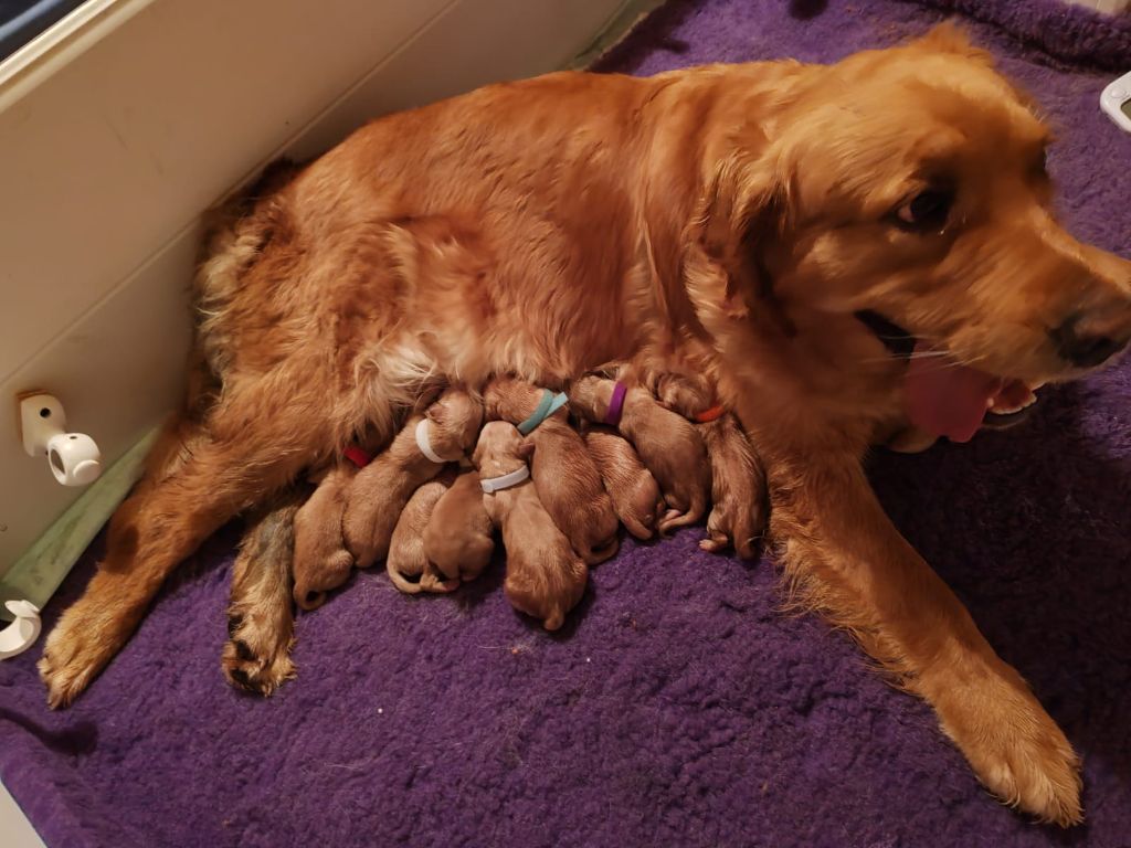 chiot Golden Retriever Du Clan De Juninho