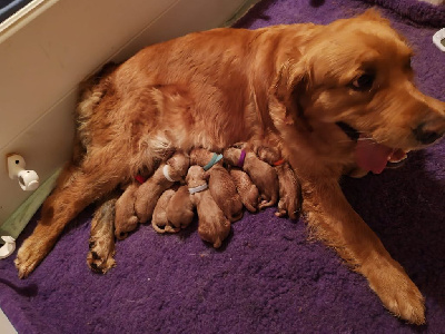 Du Clan De Juninho - Golden Retriever - Portée née le 13/07/2024