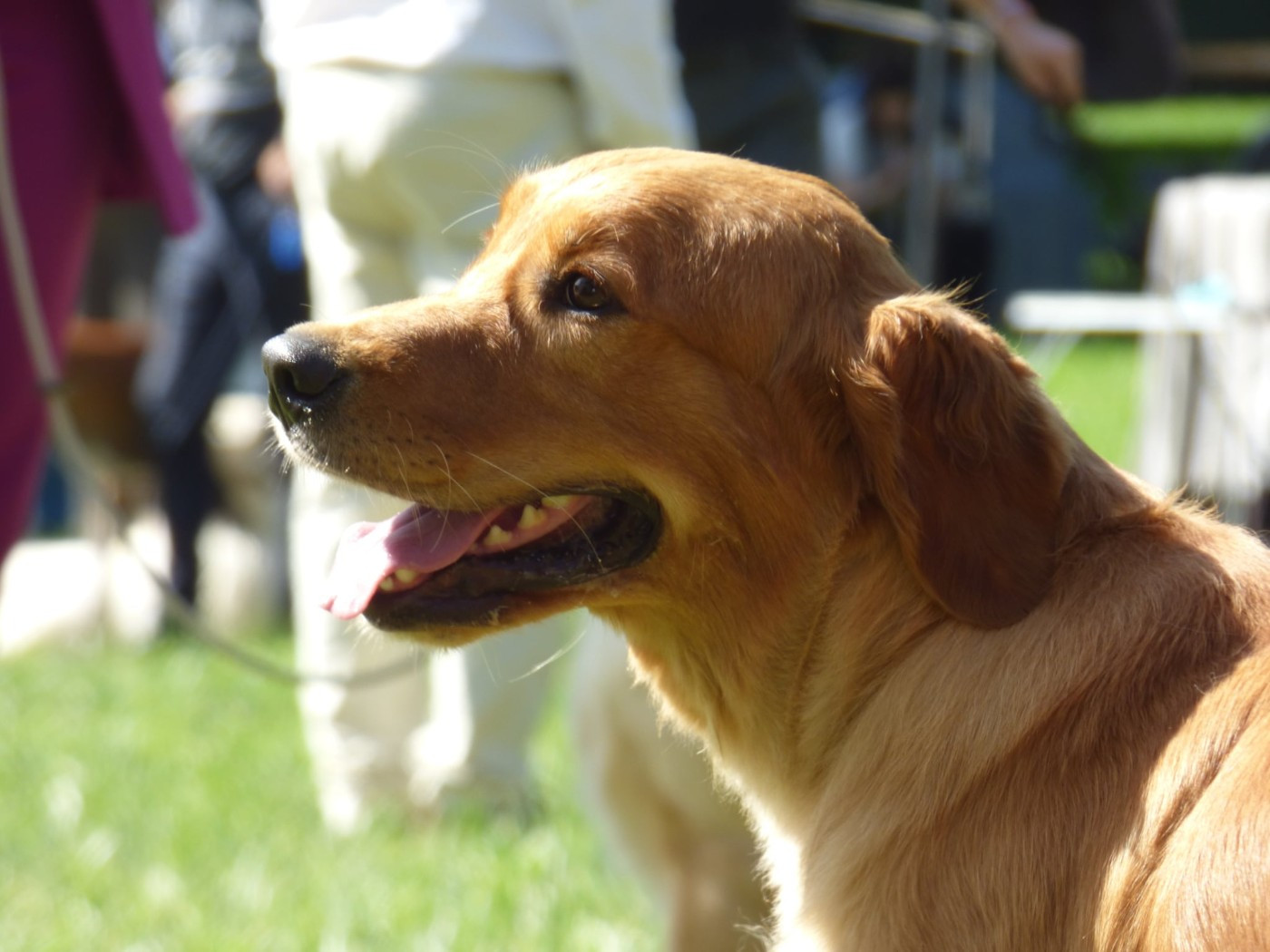 Very pretty lily Du Clan De Juninho