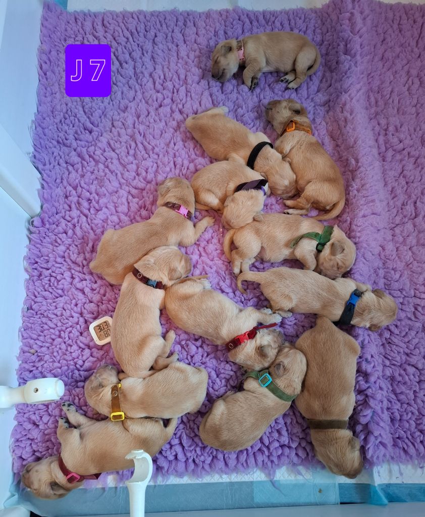 Les bébés sont arrivés le 16 octobre 