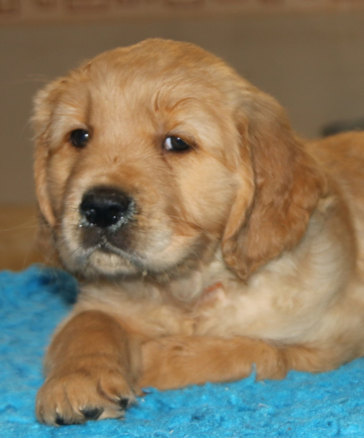 Du Clan De Juninho - Chiots disponibles - Golden Retriever