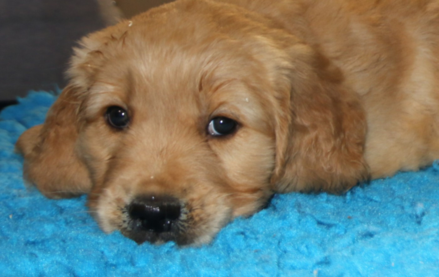Chiot Golden Retriever Du Clan De Juninho