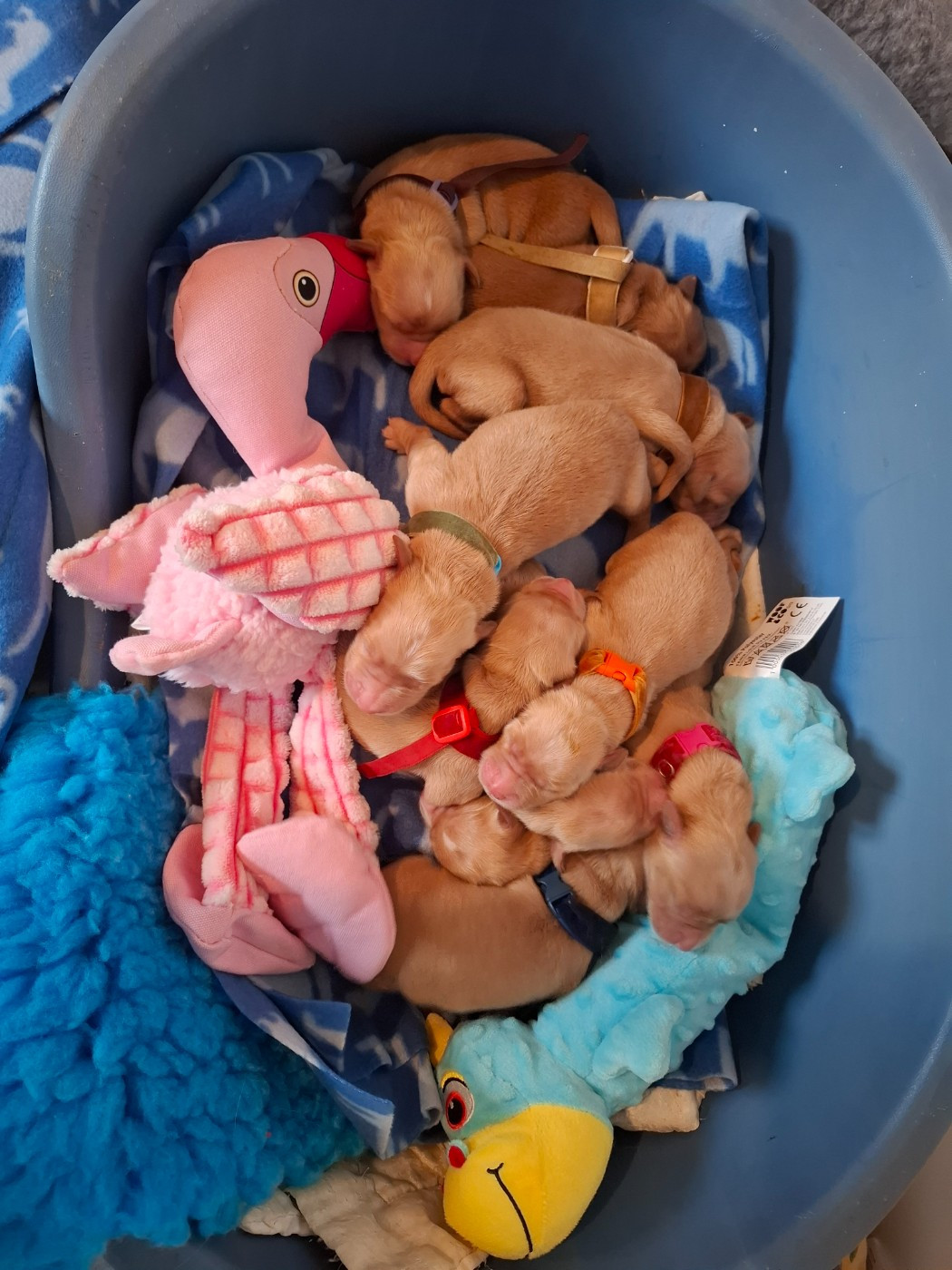 Du Clan De Juninho - Chiots disponibles - Golden Retriever