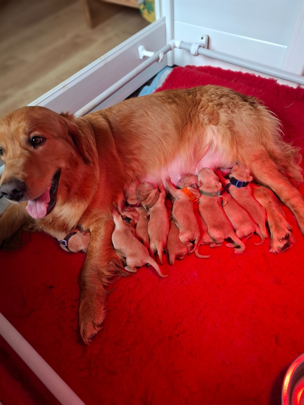 Chiot Golden Retriever Du Clan De Juninho