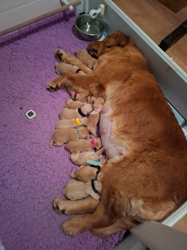 Du Clan De Juninho - Golden Retriever - Portée née le 16/10/2025